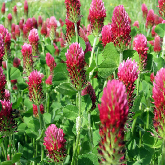 Annual Clover Seeds - Herbal Plant