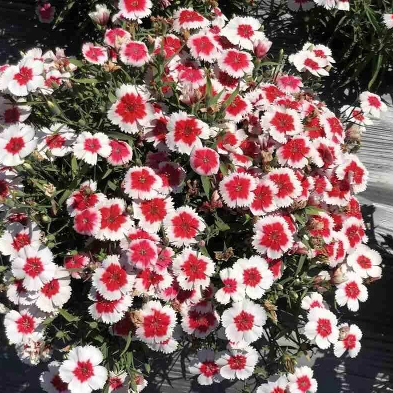 Annual Dianthus Seeds - Flower Plant
