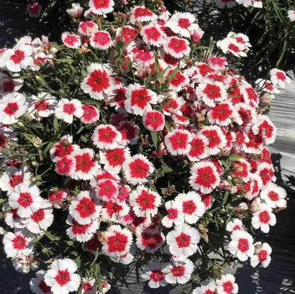 Annual Dianthus Seeds - Flower Plant