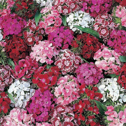 Annual Dianthus Seeds - Flower Plant