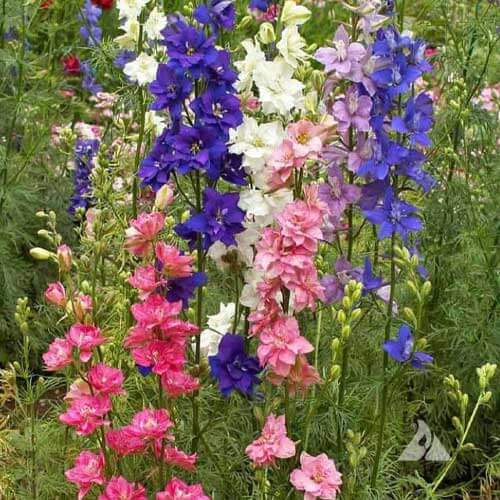 Annual Larkspur Seeds - Flower Plant