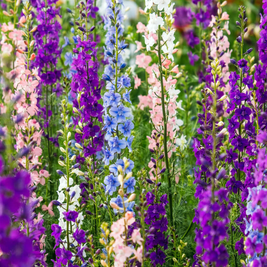 Annual Larkspur Seeds - Flower Plant