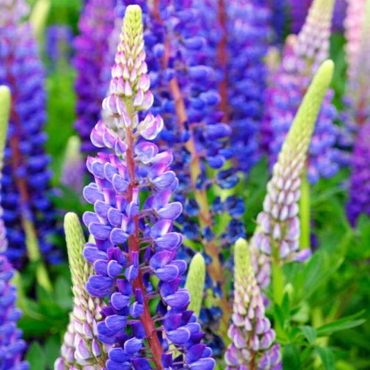 Annual Lupine Seeds - Flower Plant