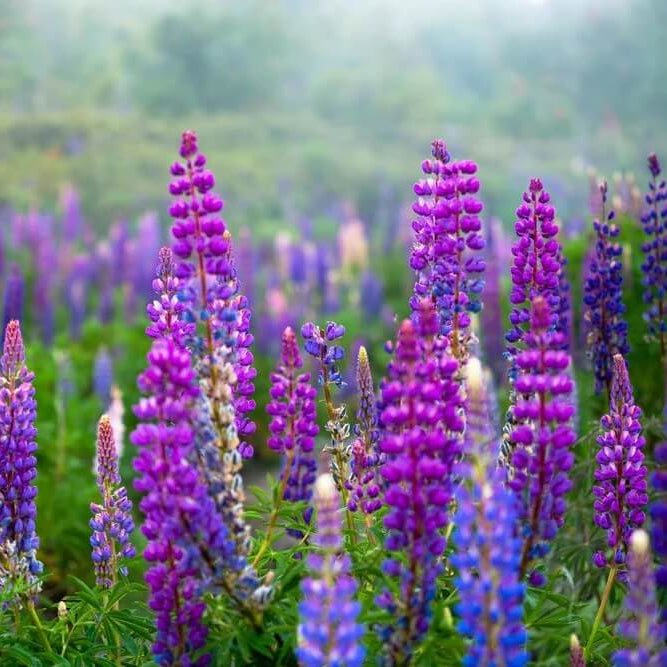 Annual Lupine Seeds - Flower Plant