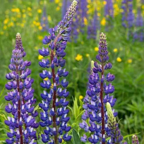Annual Lupine Seeds - Flower Plant