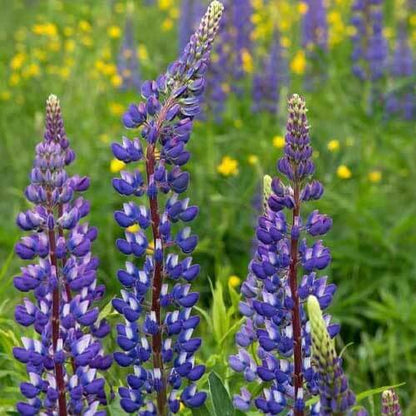 Annual Lupine Seeds - Flower Plant