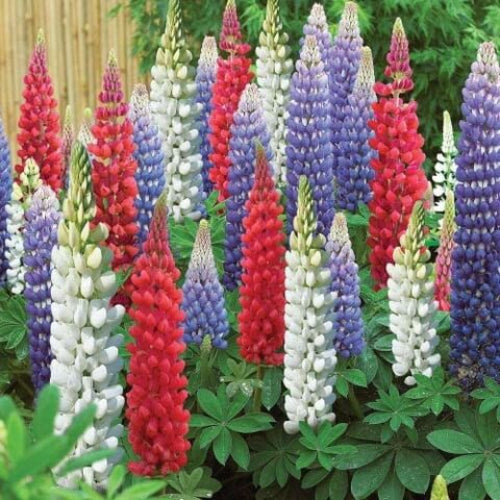 Annual Lupine Seeds - Flower Plant