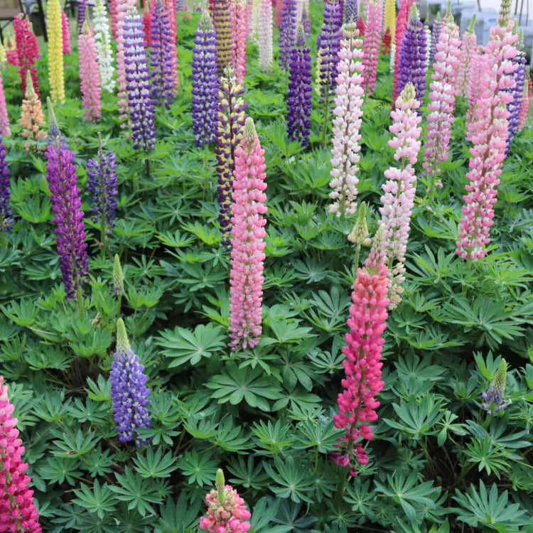 Annual Lupine Seeds - Flower Plant