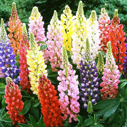 Annual Lupine Seeds - Flower Plant