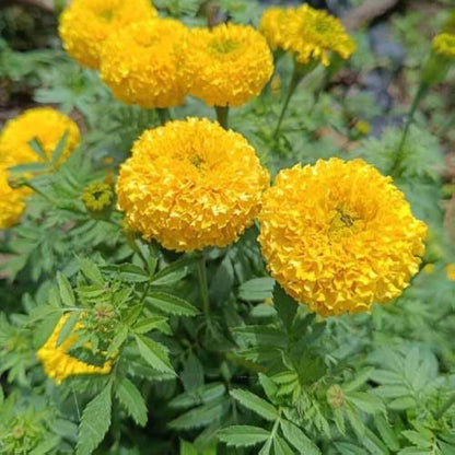 Annual Marigold Seeds - Flower Plant