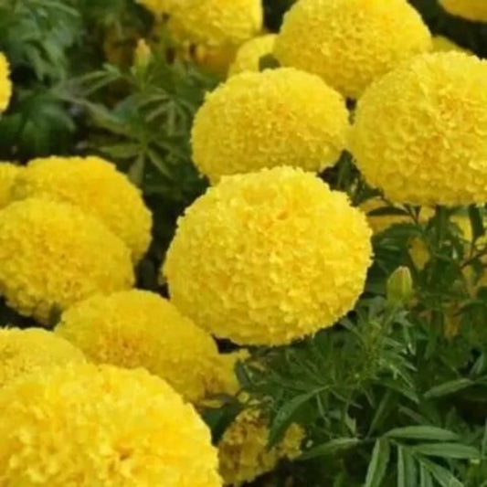 Annual Marigold Seeds - Flower Plant