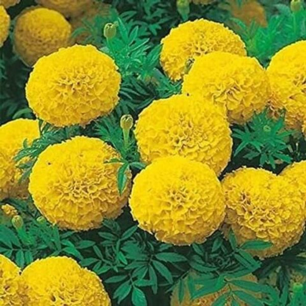 Annual Marigold Seeds - Flower Plant