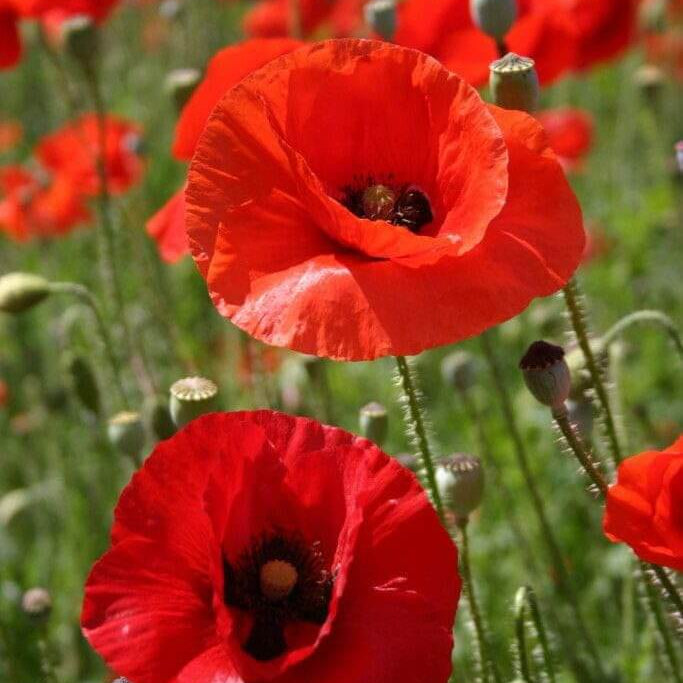 Annual Poppy Seeds  - Flower Plant
