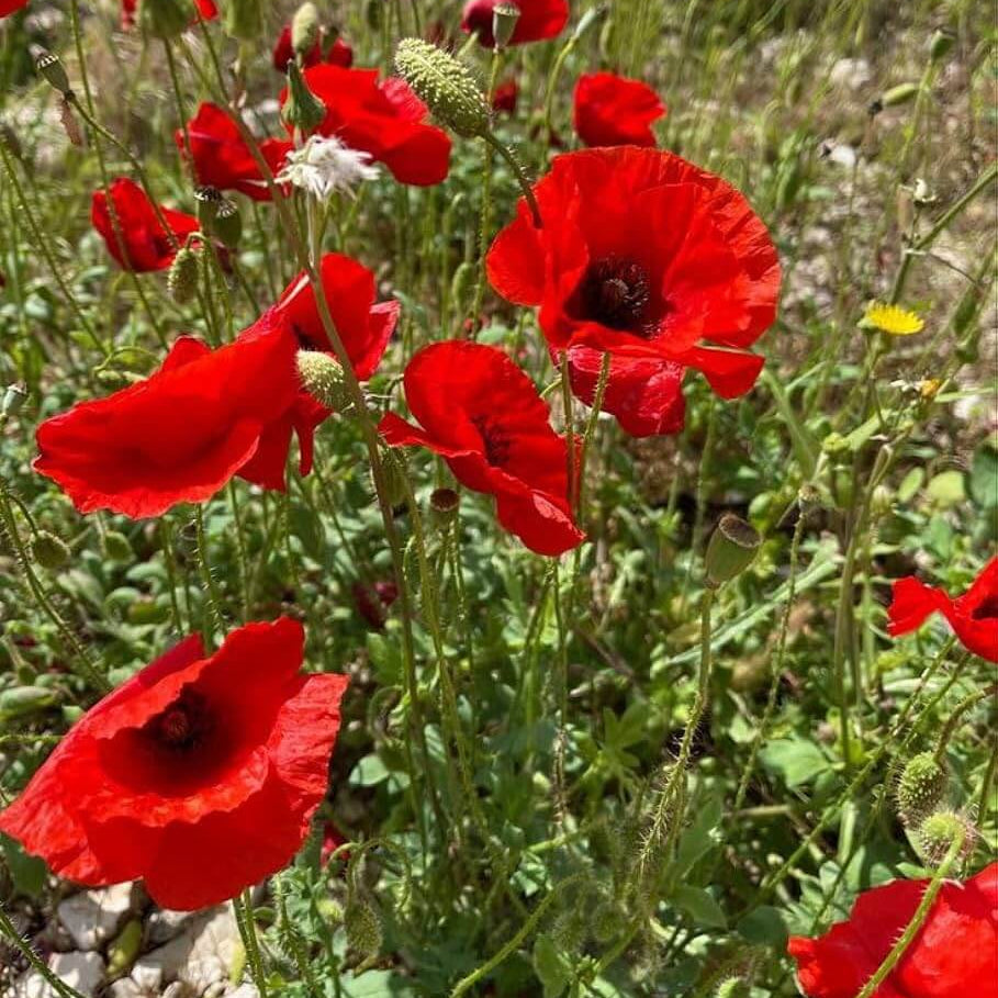 Annual Poppy Seeds  - Flower Plant