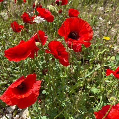 Annual Poppy Seeds  - Flower Plant
