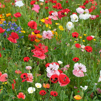 Annual Poppy Seeds  - Flower Plant