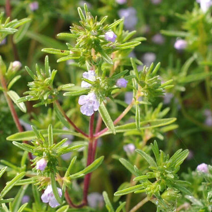 Annual Savory Seeds