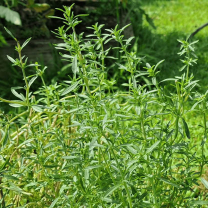 Annual Savory Seeds