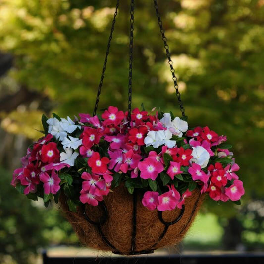Annual Vinca Seeds - Flower Plant