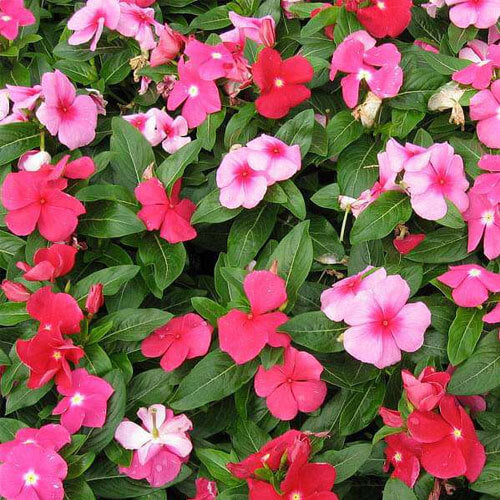 Annual Vinca Seeds - Flower Plant