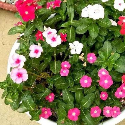 Annual Vinca Seeds - Flower Plant