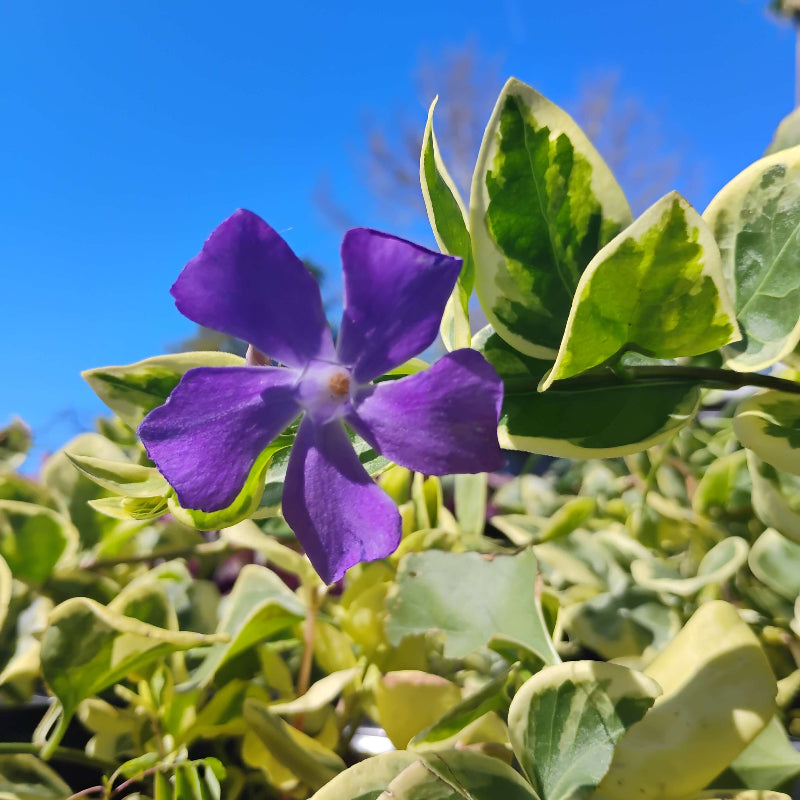 Annual Vinca Seeds for Planting - Heirloom Flower Plant for Home Gardens