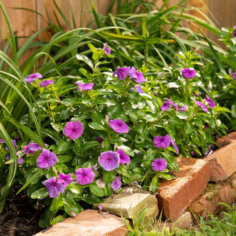 Annual Vinca Seeds for Planting - Heirloom Flower Plant for Home Gardens
