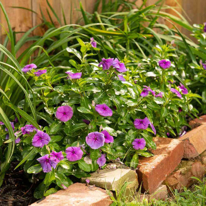 Annual Vinca Seeds for Planting - Heirloom Flower Plant for Home Gardens