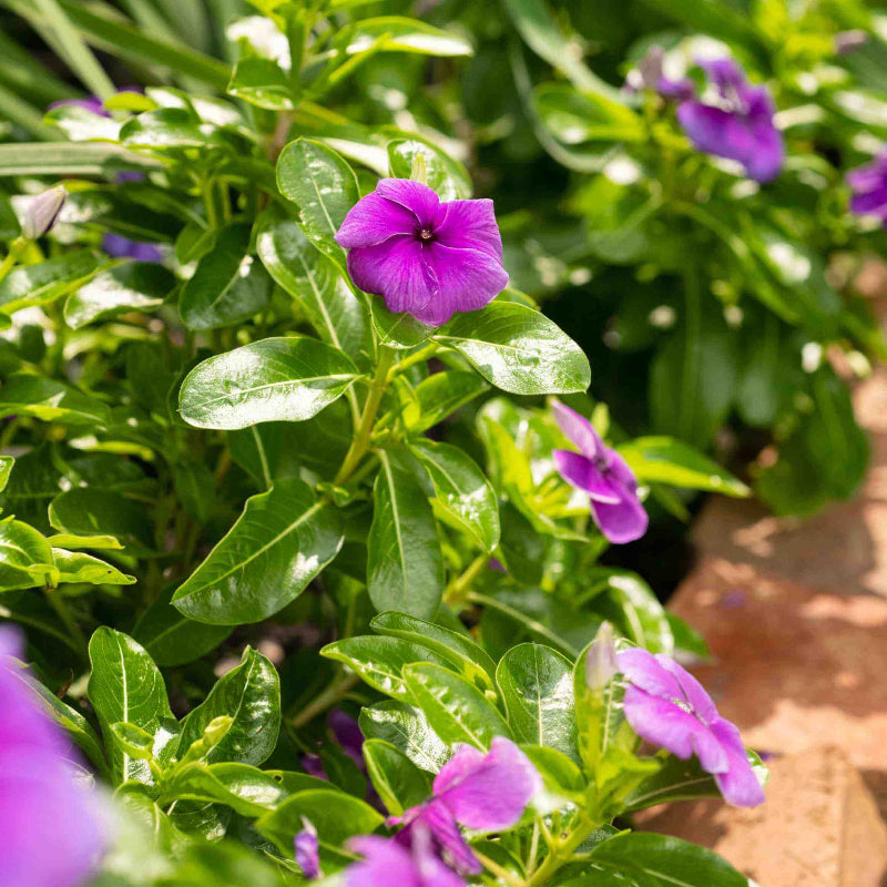 Annual Vinca Seeds for Planting - Heirloom Flower Plant for Home Gardens