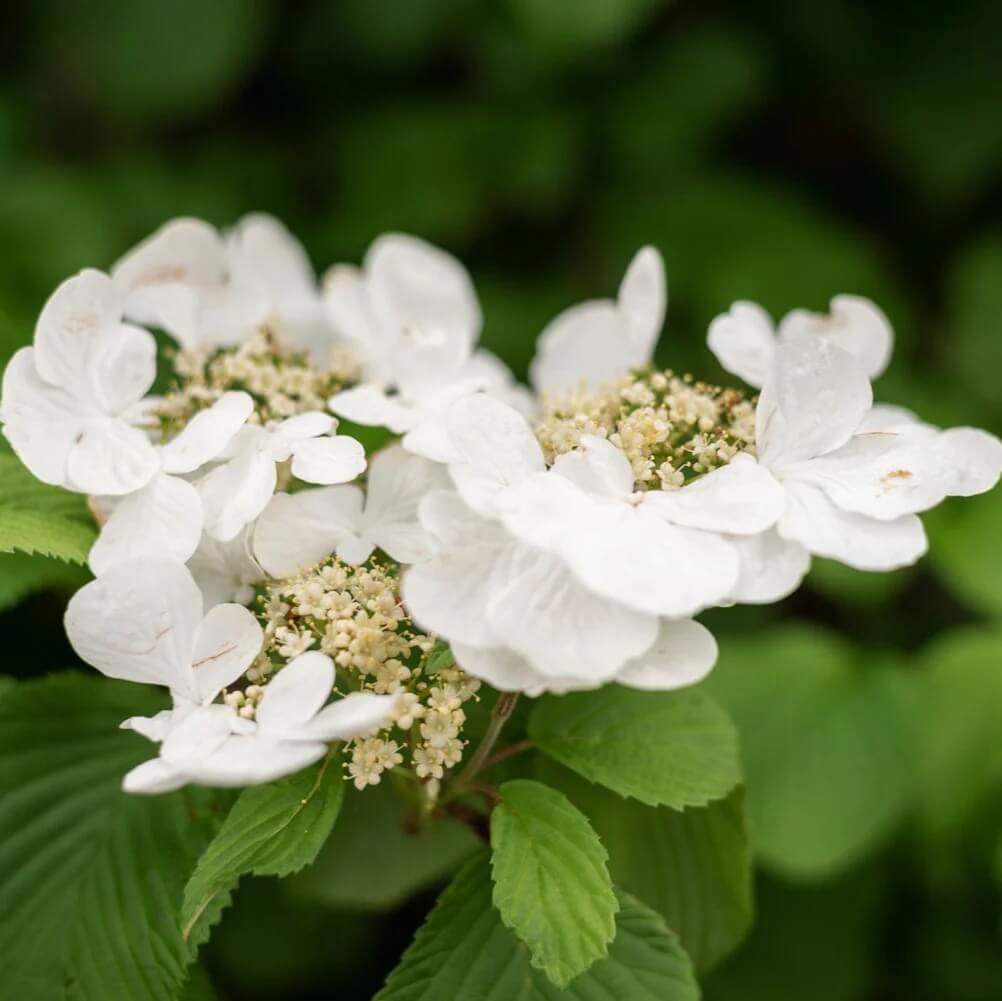 Anomala Climbing Hydrangea Seeds 