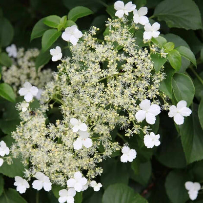 Anomala Climbing Hydrangea Seeds 