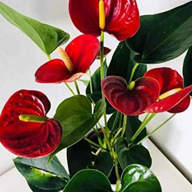 Anthurium Seeds - Flower Plant for Home Gardens