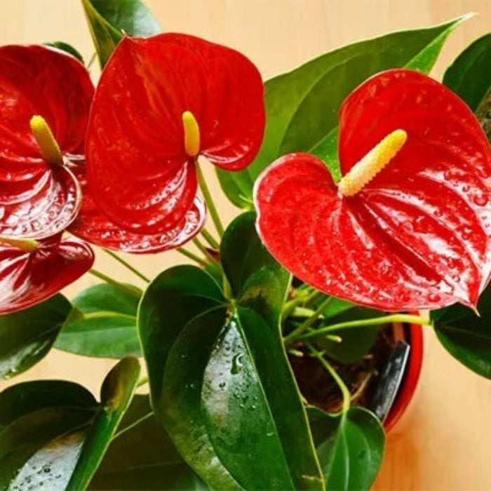 Anthurium Seeds - Flower Plant for Home Gardens