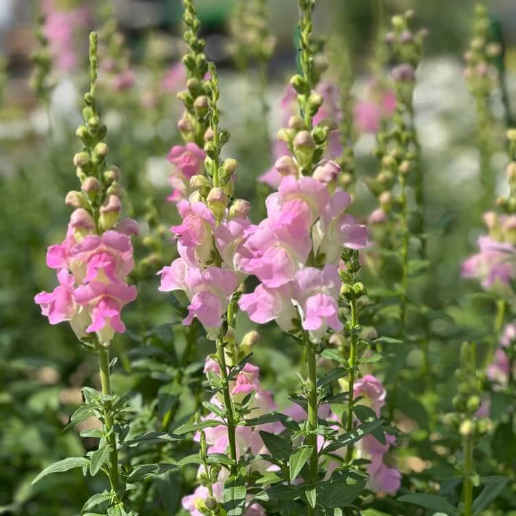 Antirrhinum Majus Seeds - Heirloom Flower Plant for Home Gardens