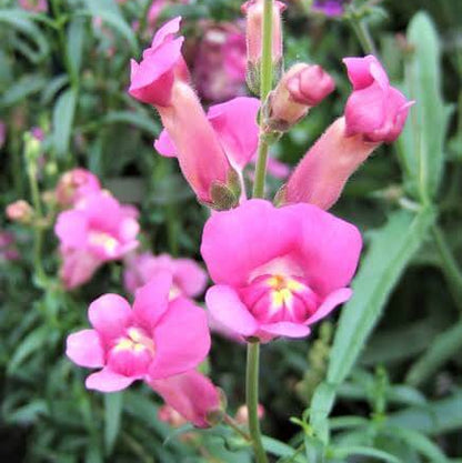 Antirrhinum Majus Seeds - Heirloom Flower Plant for Home Gardens