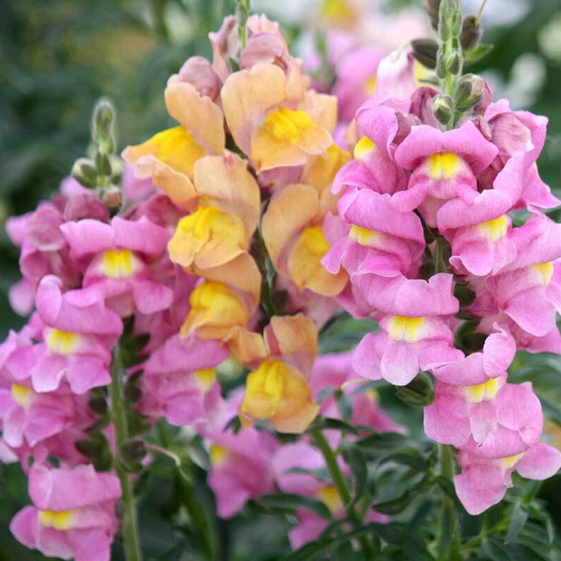 Antirrhinum Majus Seeds - Heirloom Flower Plant for Home Gardens