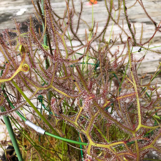 Antler Sundew Drosera Binata Dichotoma Seeds