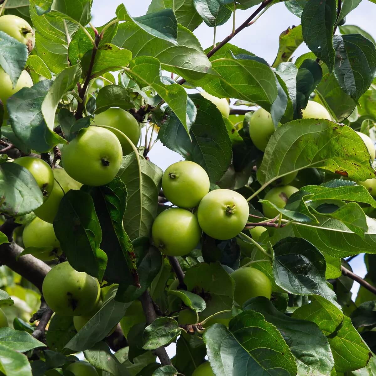 Antonovka Apple Seeds