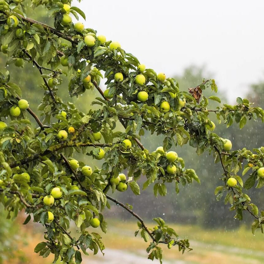 Antonovka Apple Seeds