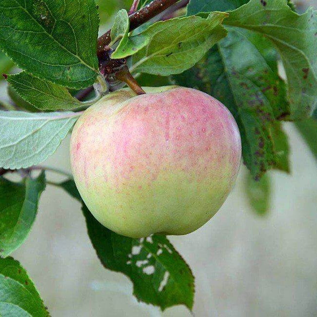 Antonovka Apple Seeds