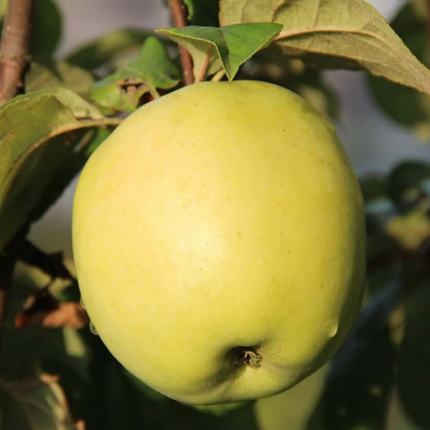 Antonovka Apple Seeds