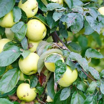 Antonovka Apple Seeds