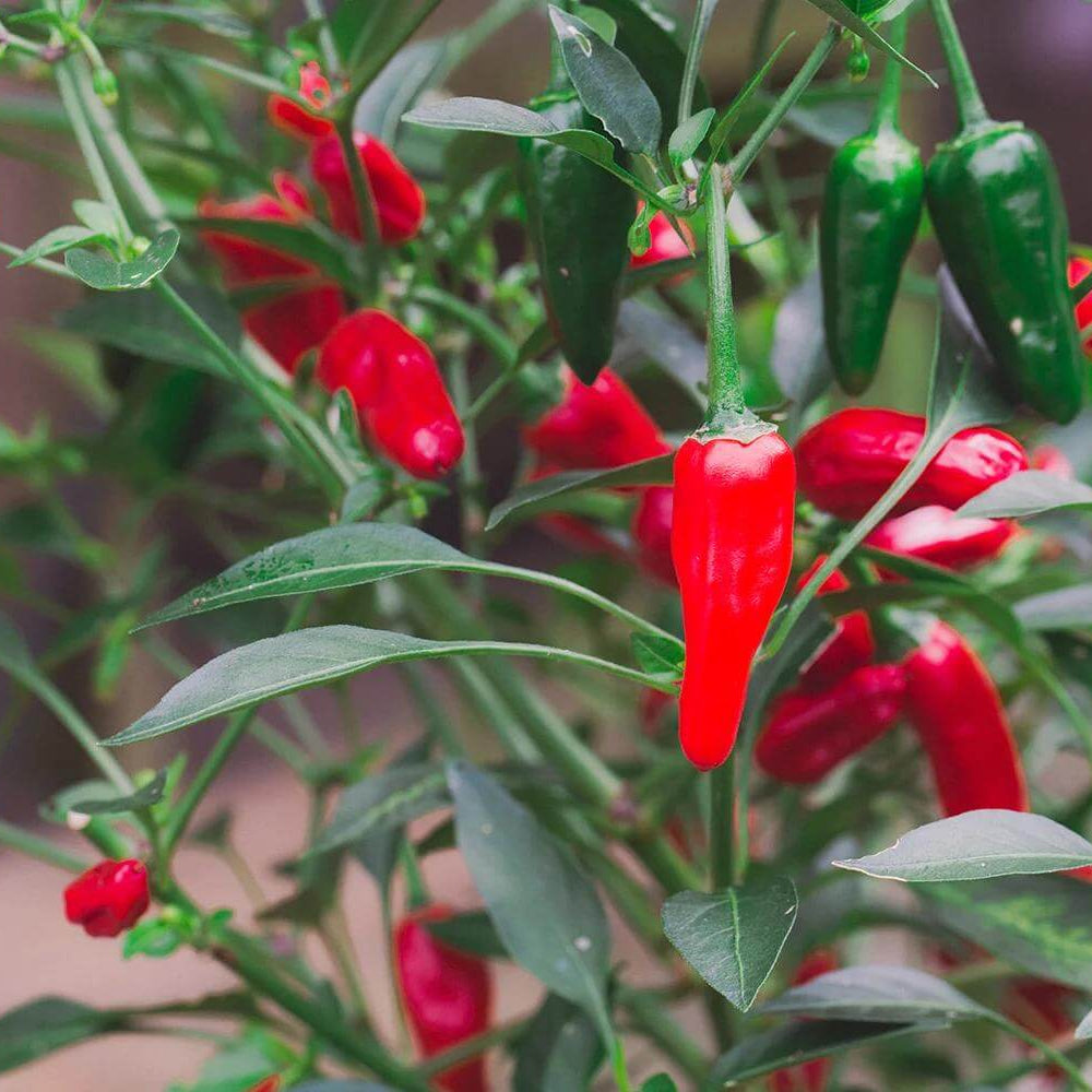 Apache Pepper Seeds - Heirloom Vegetable Plant for Home Gardens