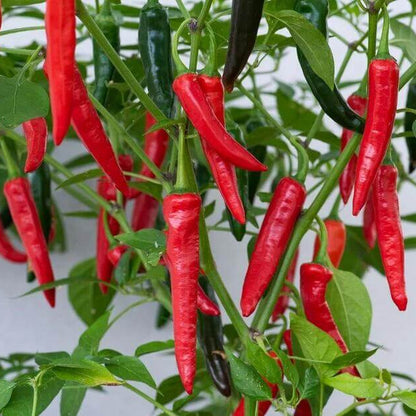 Apache Pepper Seeds - Heirloom Vegetable Plant for Home Gardens