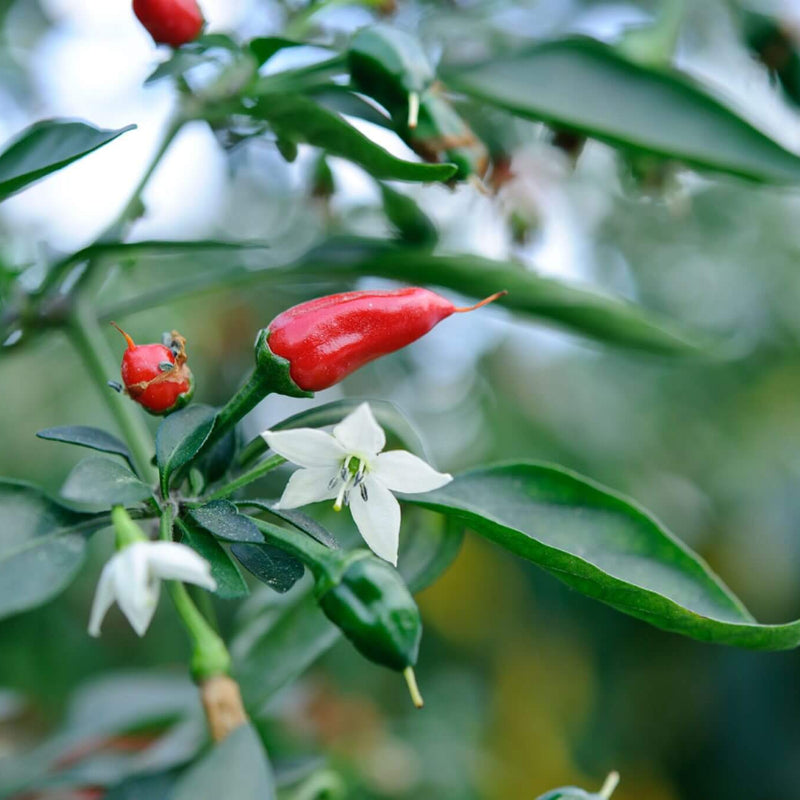 Apache Pepper Seeds - Heirloom Vegetable Plant for Home Gardens