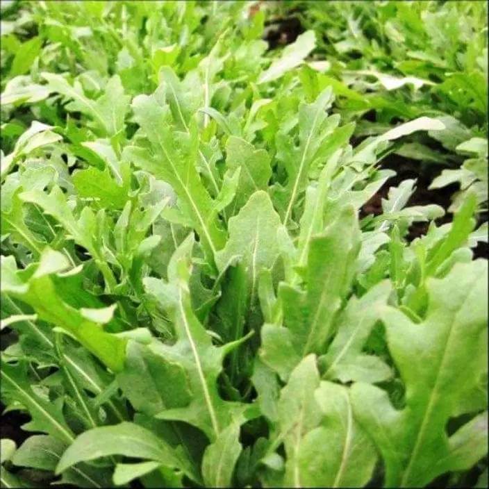 Apollo Arugula Seeds - Heirloom Vegetable Plant for Home Gardens