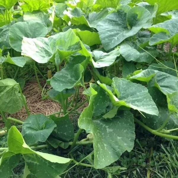 Appalachian Candy Roaster Seeds