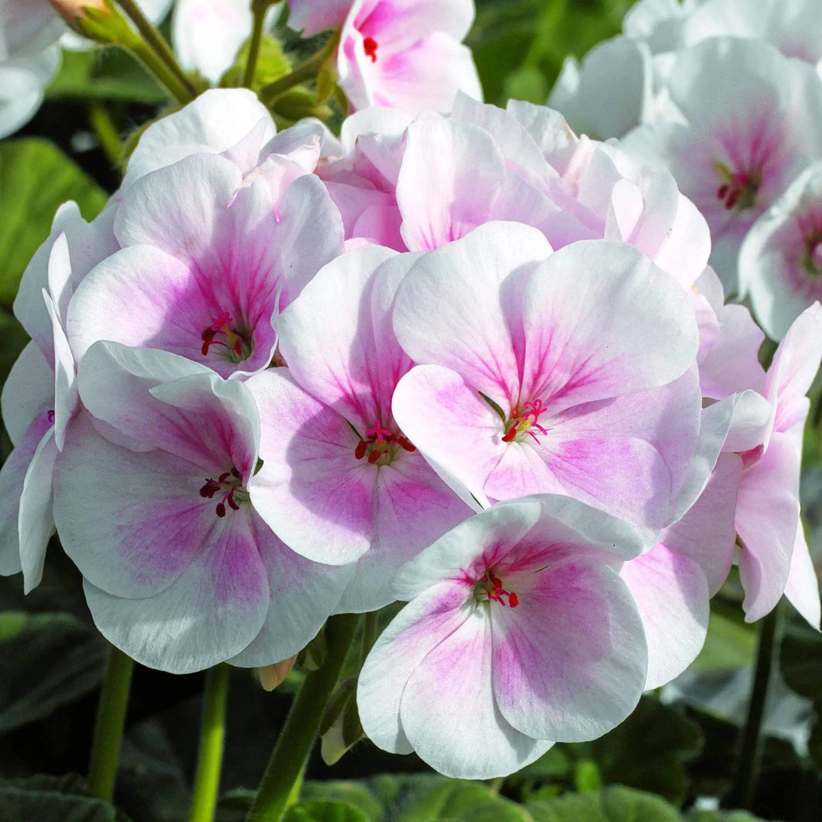 Apple Blossom Geranium Seeds - Heirloom Flower Plant for Home Gardens
