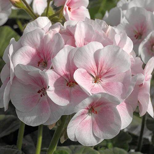 Apple Blossom Geranium Seeds - Heirloom Flower Plant for Home Gardens