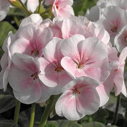 Apple Blossom Geranium Seeds - Heirloom Flower Plant for Home Gardens